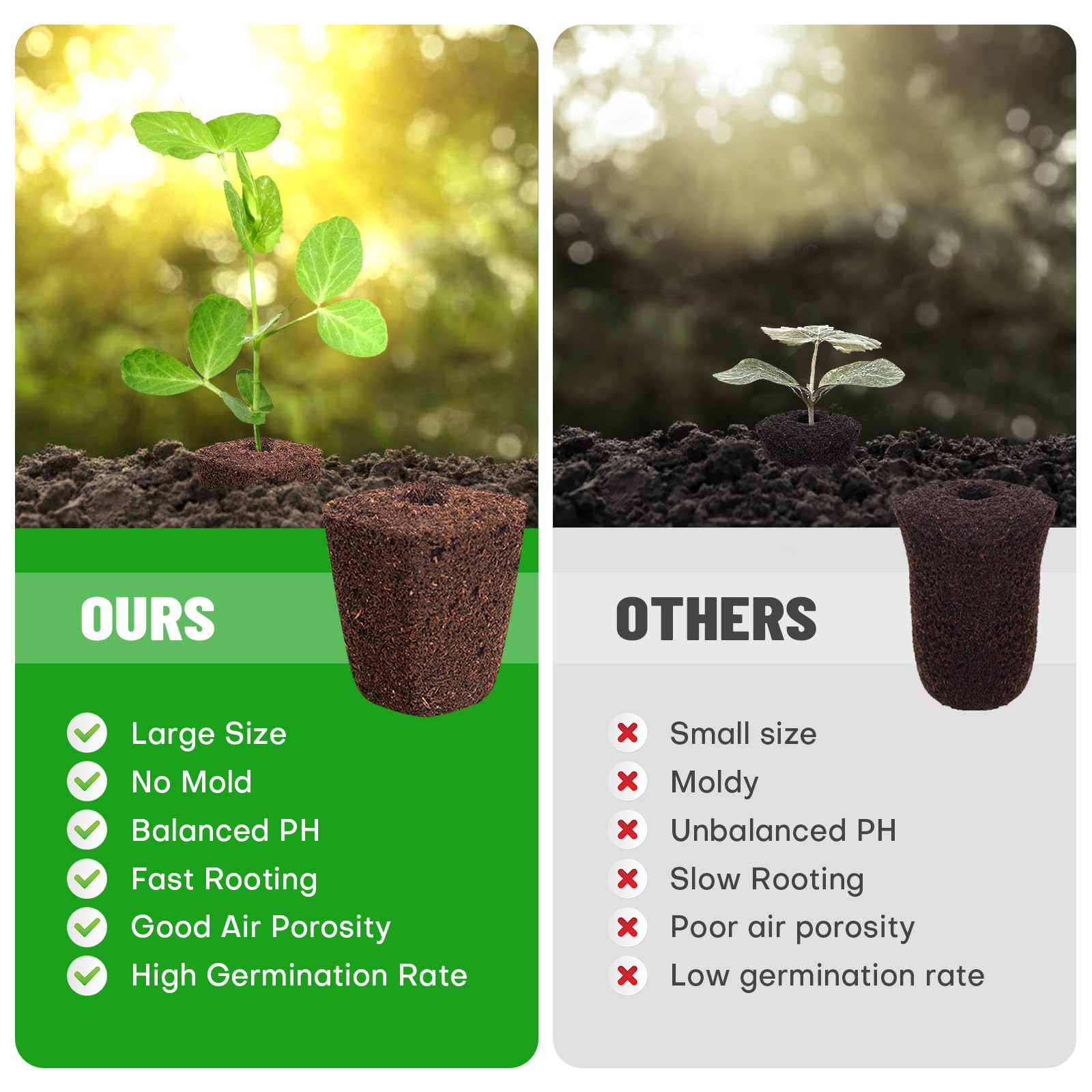 LAPOND transplant-ready seedlings illustrates smooth transfer to pots with minimal shock.