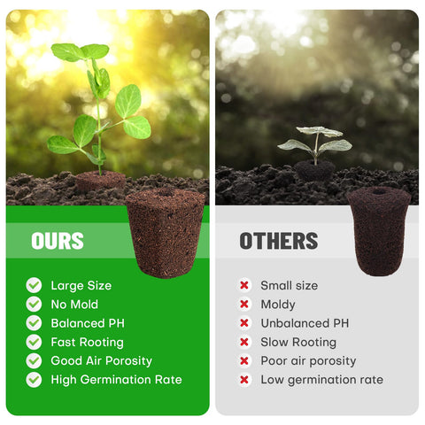 LAPOND transplant-ready seedlings illustrates smooth transfer to pots with minimal shock.