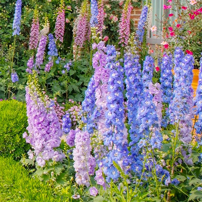 Larkspur wildflowers seeds mix ideal for tall cut flowers and floral arrangements.