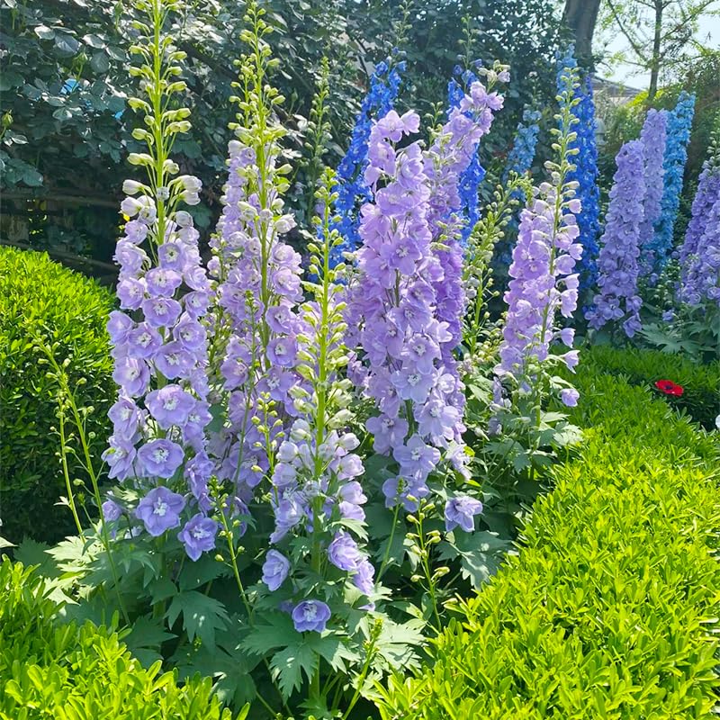 Larkspur wildflowers seeds mix thrives in full sun with moisture for germination.
