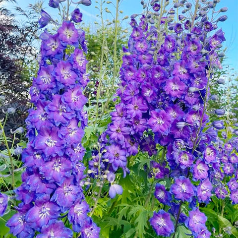 Larkspur wildflowers seeds mix pink blooms add color while supporting pollinators.