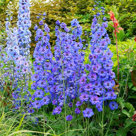 Larkspur wildflowers seeds mix pollinator-friendly display attracts butterflies and bees.