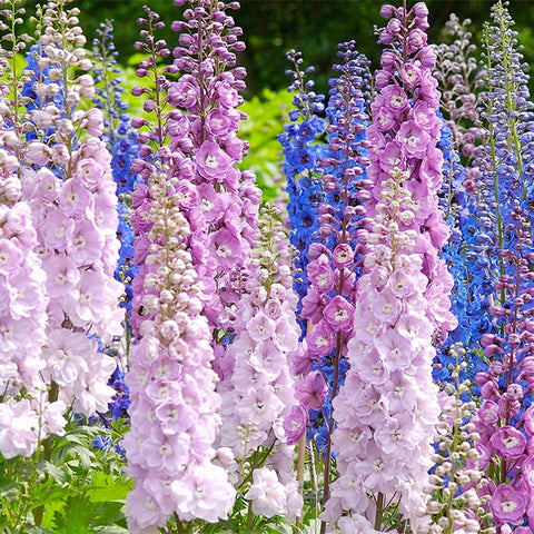 Larkspur wildflowers seeds mix purple blooms enhance perennial beds and attract bees.