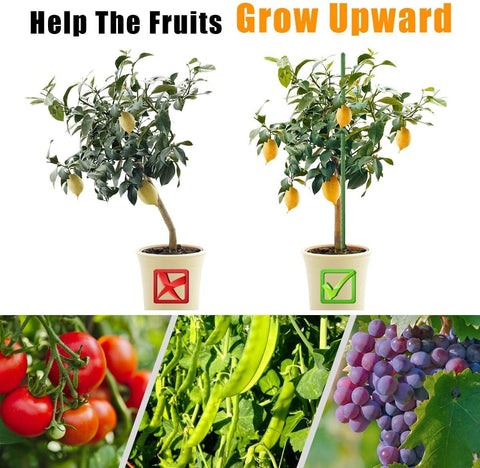 LAVEVE tomato and cucumber stakes secure climbing vines for neat, healthy trellises.