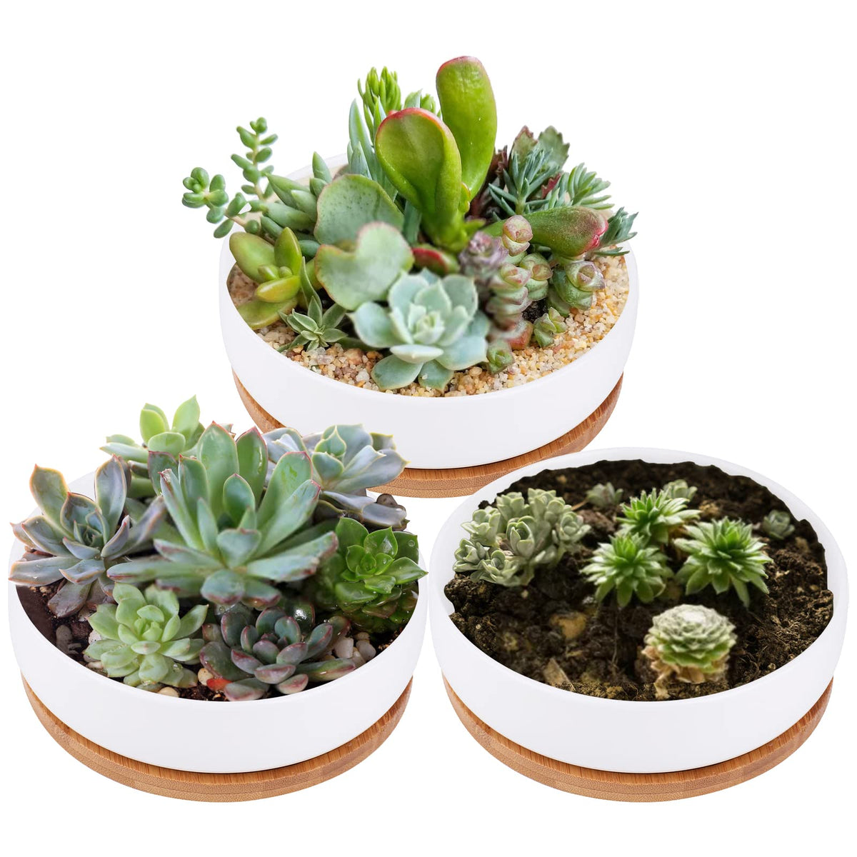 Lawei 3-pack round succulent planters with drainage for organized arrangements.