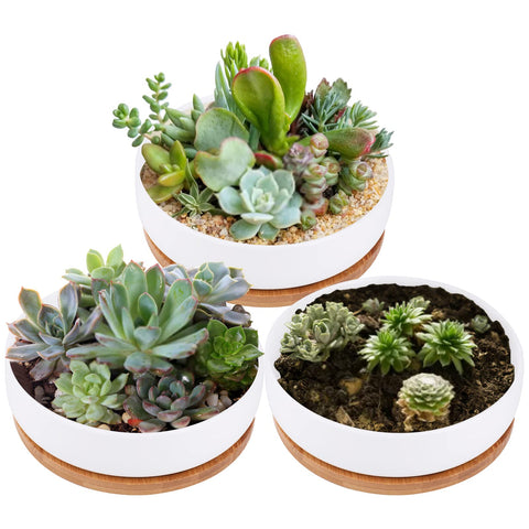 Lawei 3-pack round succulent planters with drainage for organized arrangements.