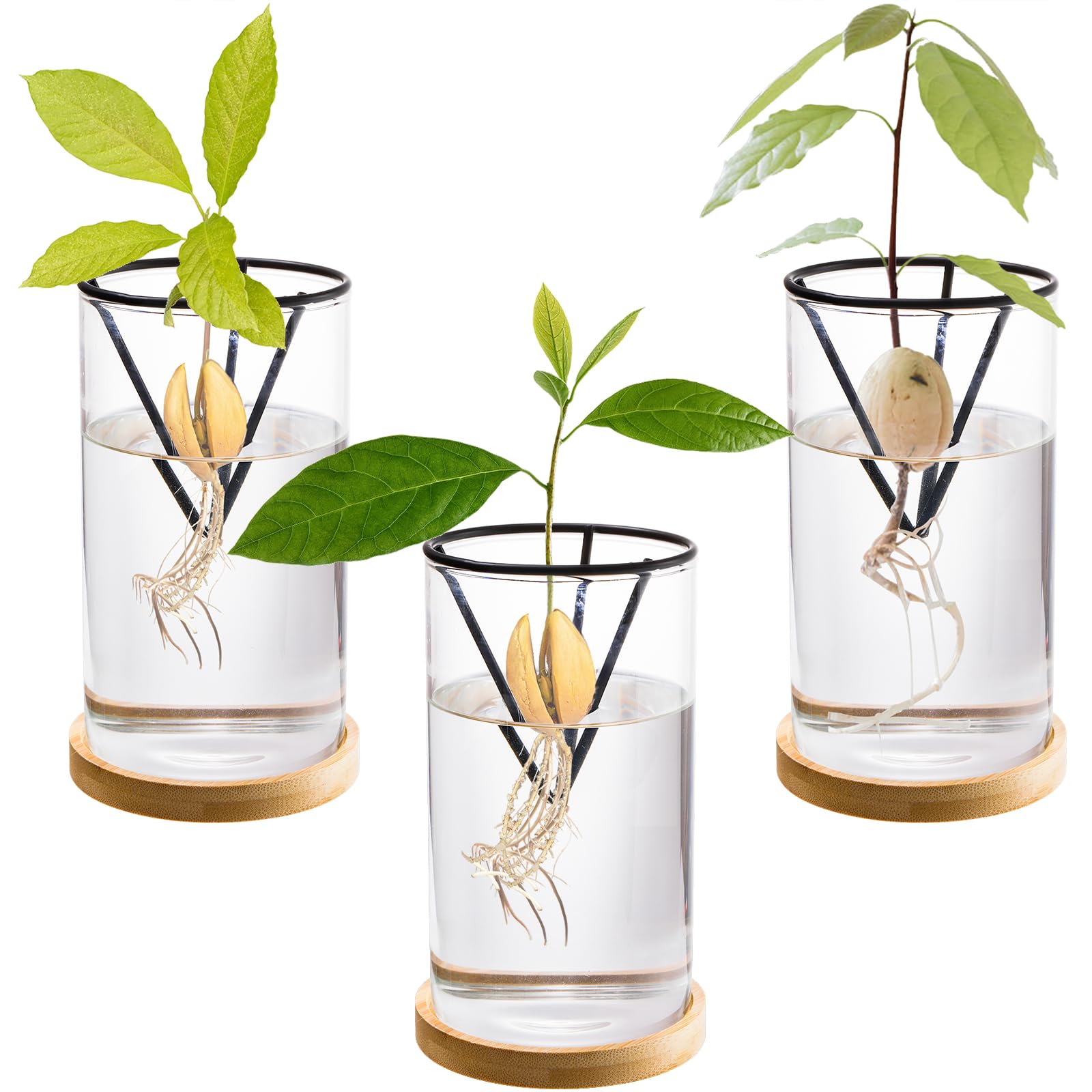 Lawei avocado vase with clear glass and triangle bracket supports for visible germination