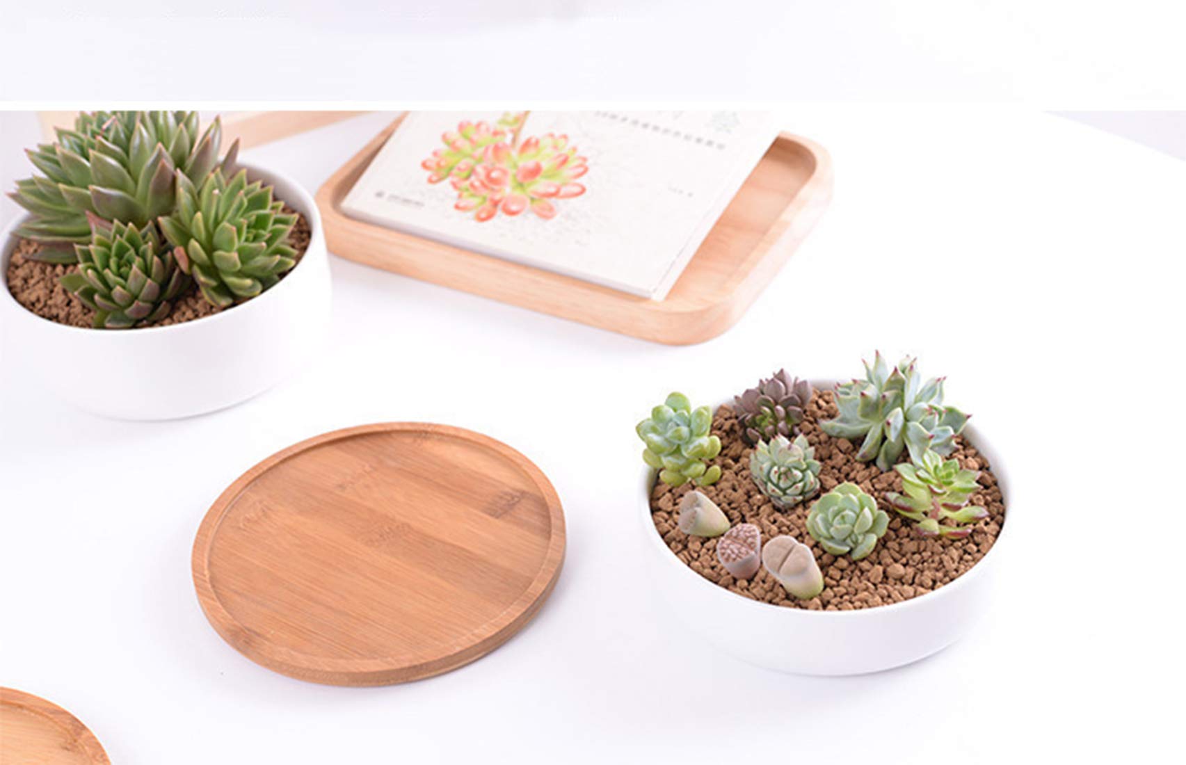 Lawei large succulent planter supports multiple plants with proper spacing.