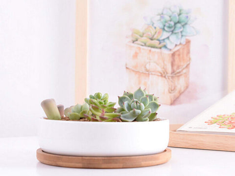 Lawei modern succulent display on desk or shelf for interiors.
