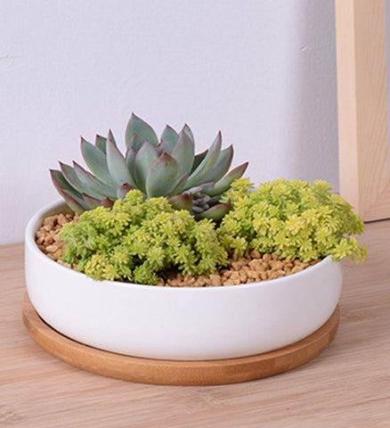 Lawei white ceramic planters displayed on window sill for indoor decor.