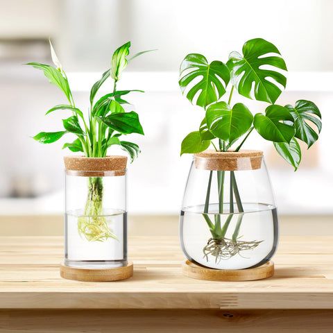 Layhit propagation station home office decor with natural bamboo base.