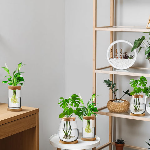 Layhit glass vase for plant cuttings displaying roots and growth.