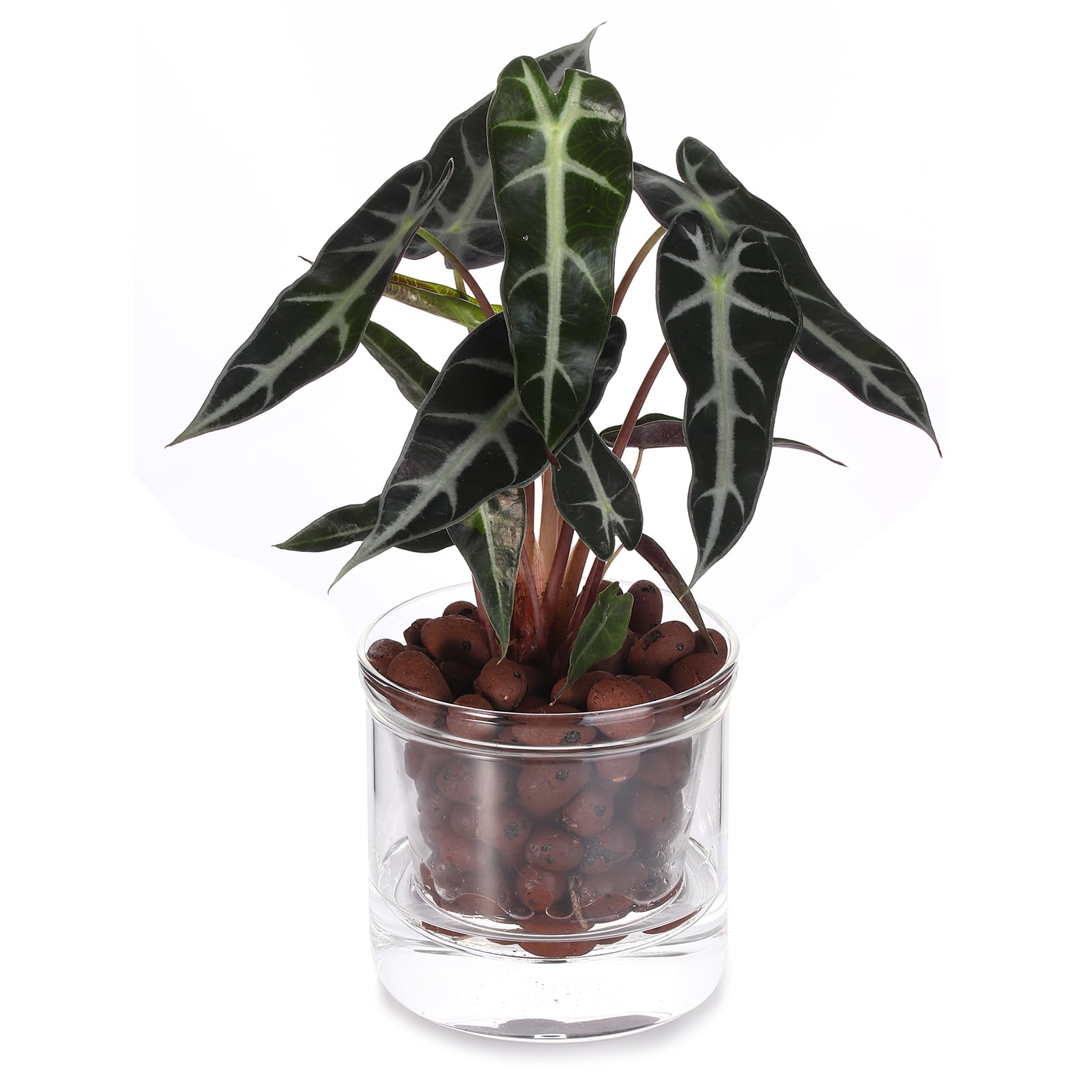 LAZUSAM African violet pot highlights the transparent inner chamber.