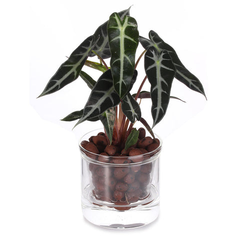 LAZUSAM African violet pot highlights the transparent inner chamber.