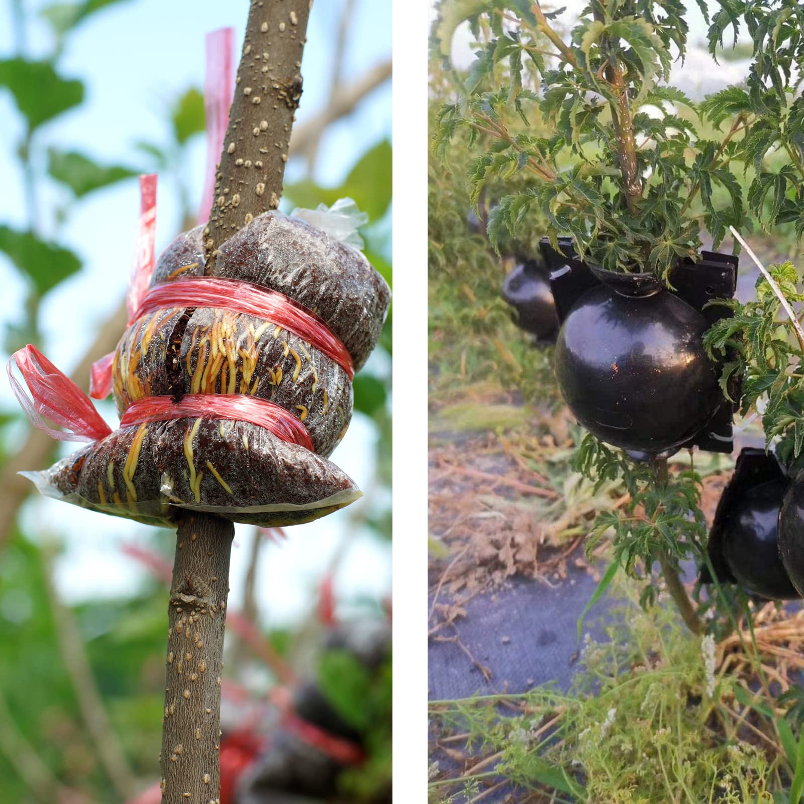 Lazzineer Rooting Box on branch demonstrates minimal parent plant disturbance.