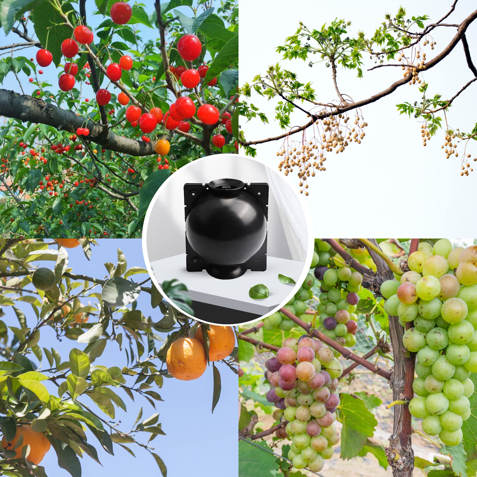 Lazzineer Transparent root-ball inside visualization aids monitoring root formation.