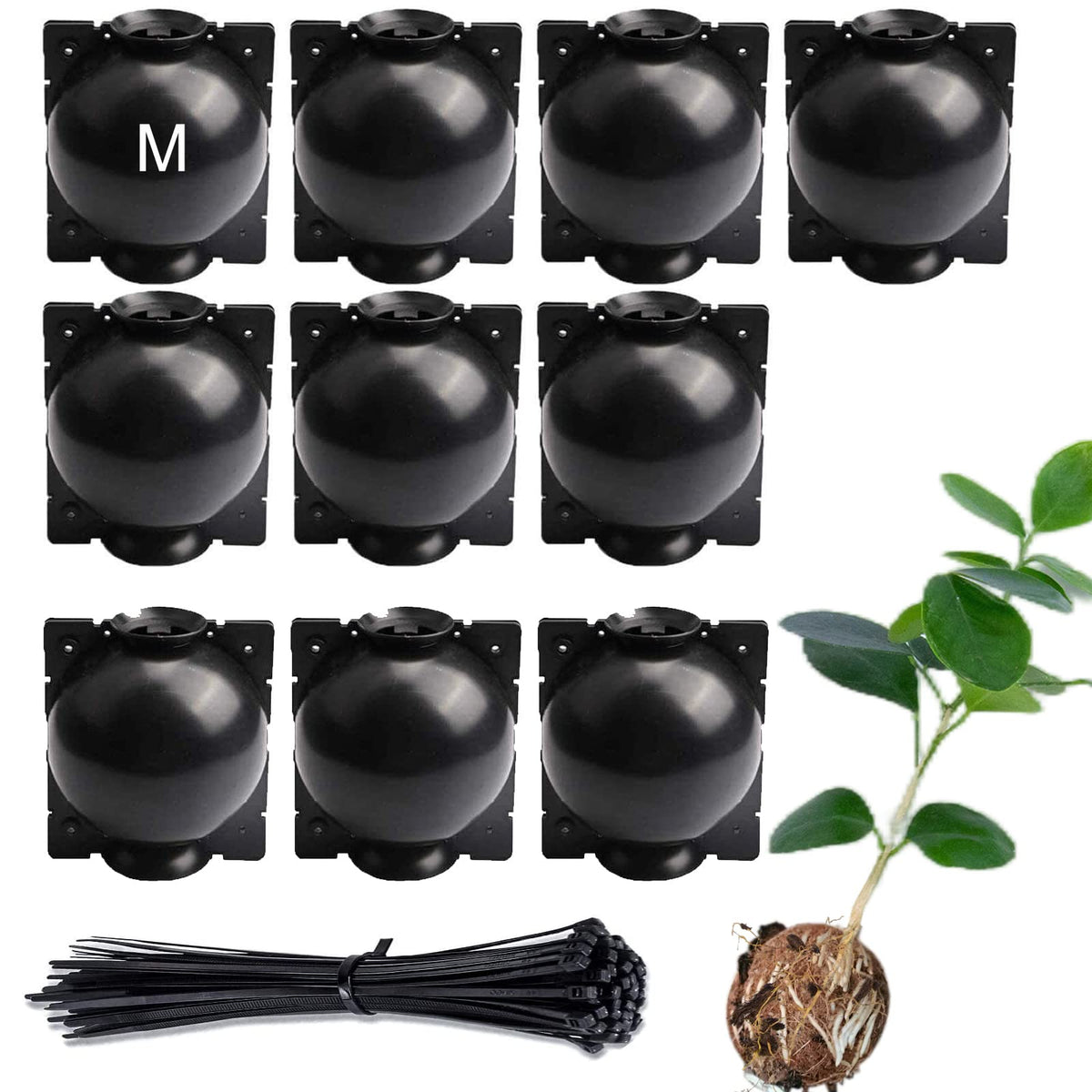 Lazzineer Tree Root Growing Box packaging for simple propagation setup.