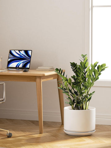 LE TAUCI 12 inch pot indoor plant group demonstrates versatile styling.