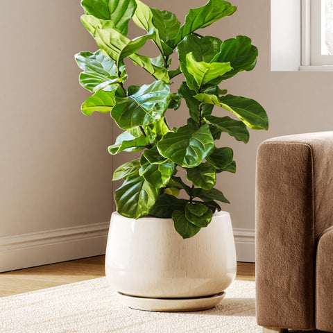 LE TAUCI 12-inch ceramic planter with truncated cone opening for stylish indoor displays