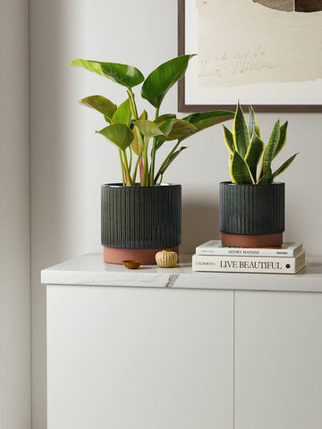 LE TAUCI 6.7-inch striped ceramic planter with drainage for versatile spaces.