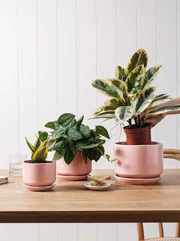LE TAUCI ceramic planter with drainage hole ensures healthy watering
