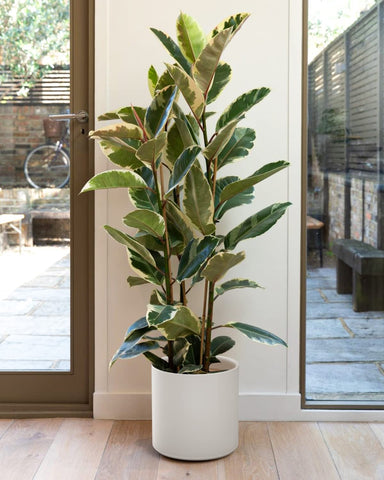 LE TAUCI ceramic planter beside a fiddle leaf fig for scale.