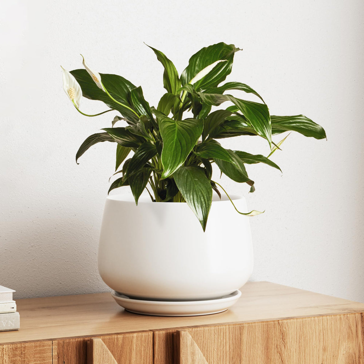 LE TAUCI ceramic planter front view for elegant modern living room decor