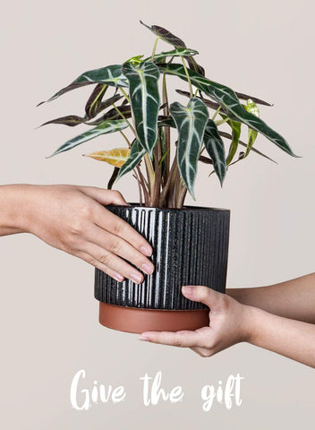 LE TAUCI indoor ceramic planters complement contemporary living rooms.