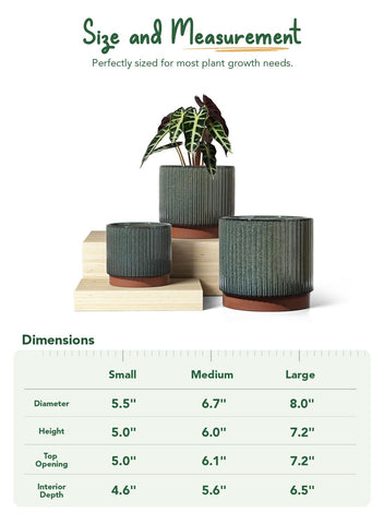 LE TAUCI striped planter with orchids or succulents display.