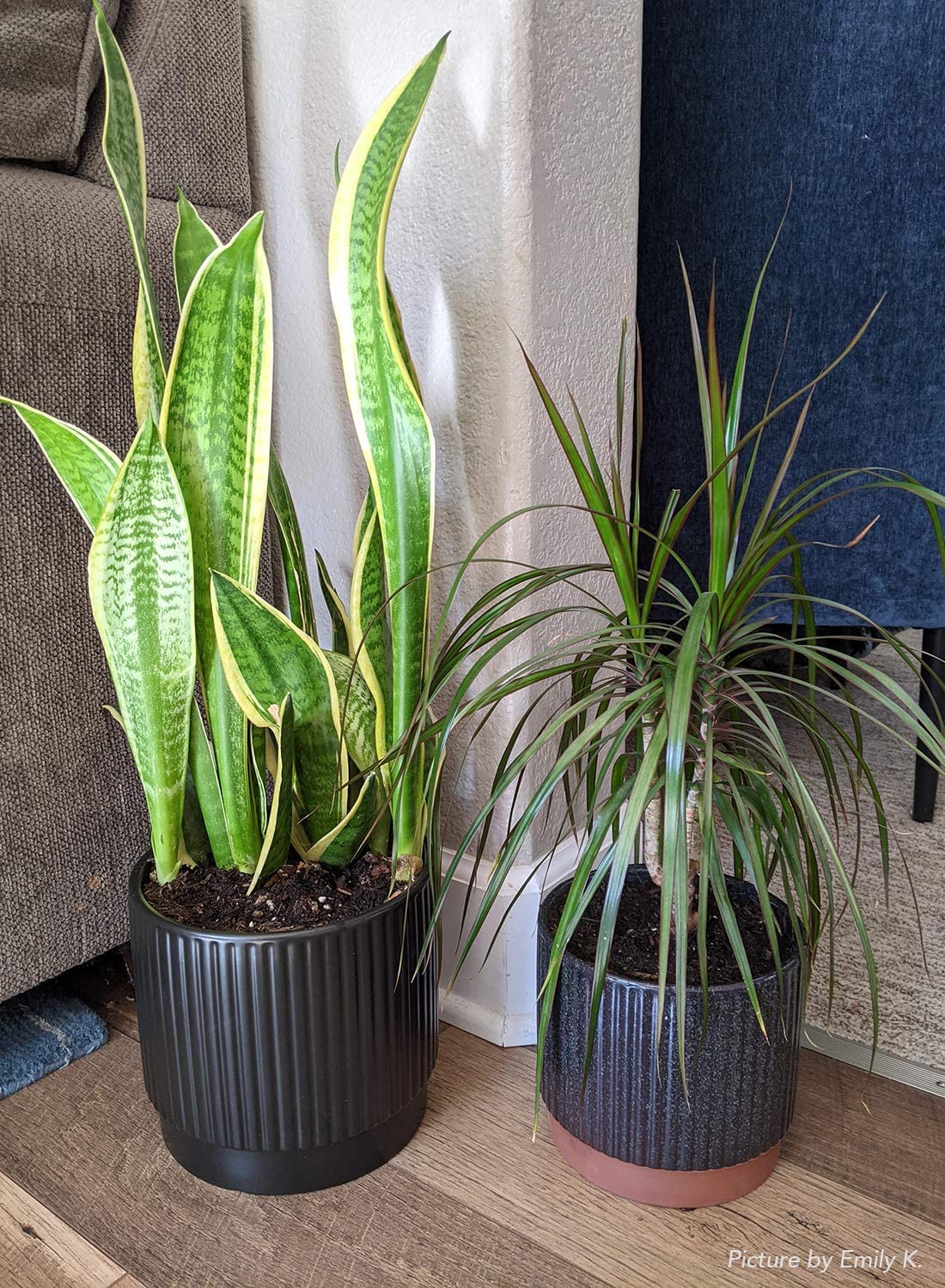 LE TAUCI outdoor-friendly ceramic planters for balcony styling with stripes.