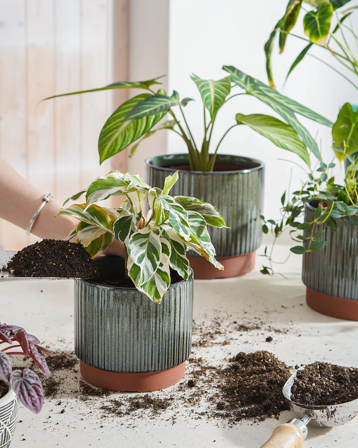 LE TAUCI three-piece ceramic planter set with modern stripe design.