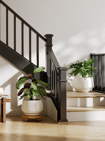 LE TAUCI planter with saucer demonstrates mess-free placement