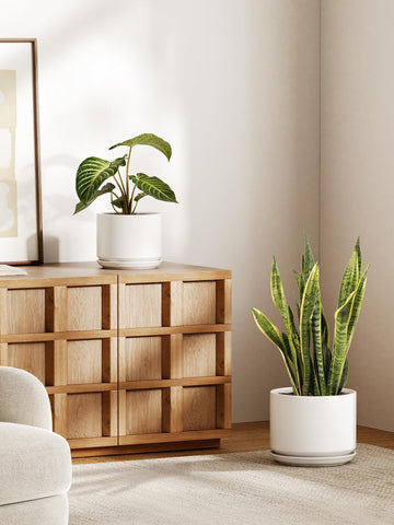 LE TAUCI ceramic pot 10in white, perfect for larger indoor specimens