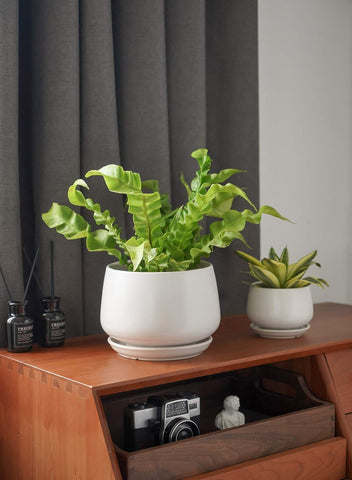 LE TAUCI ceramic pot 4-inch side view compact and versatile for desks