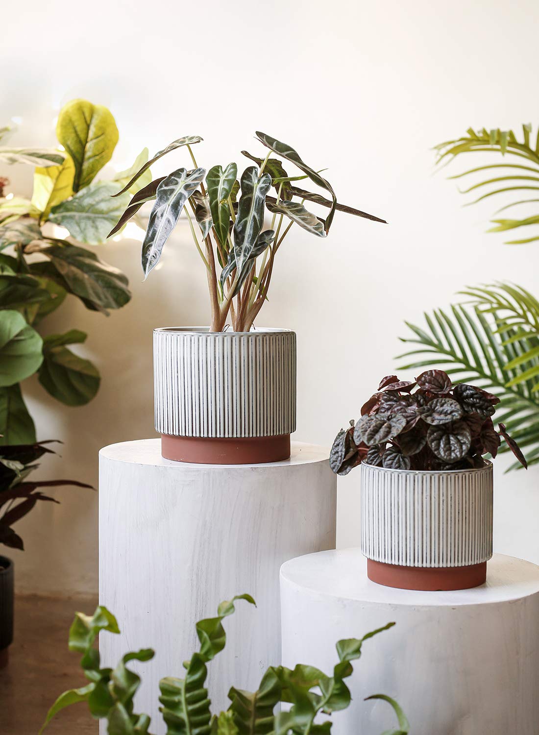 LE TAUCI 5.5 inch ceramic pot perfect for succulents and small plants