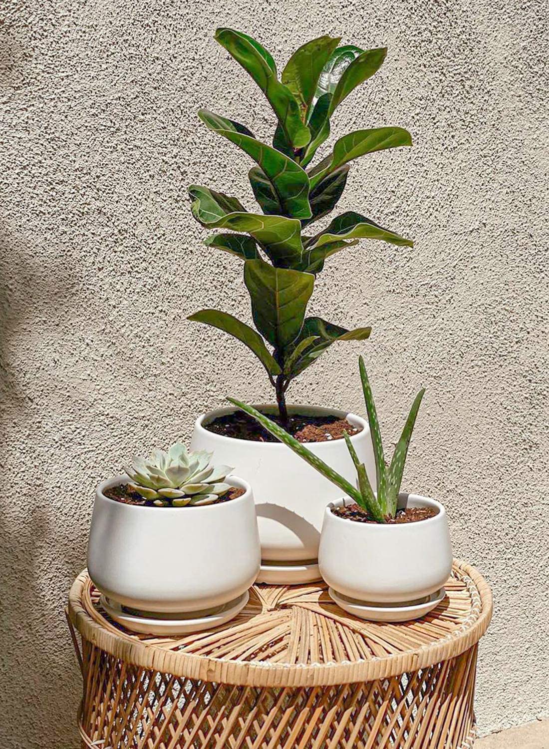 LE TAUCI ceramic pot 6.5-inch drainage hole closeup highlights water control