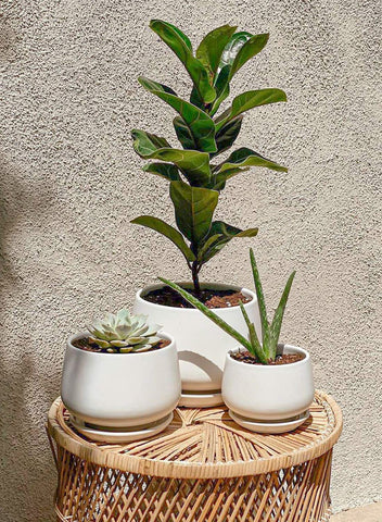LE TAUCI ceramic pot 6.5-inch drainage hole closeup highlights water control