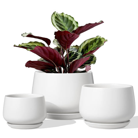 LE TAUCI ceramic pot 6.5-inch front view with drainage hole for healthy roots