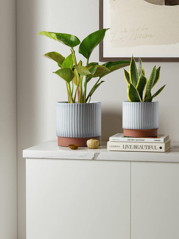 LE TAUCI 6.7 inch ceramic pot ideal for snake plants and herbs