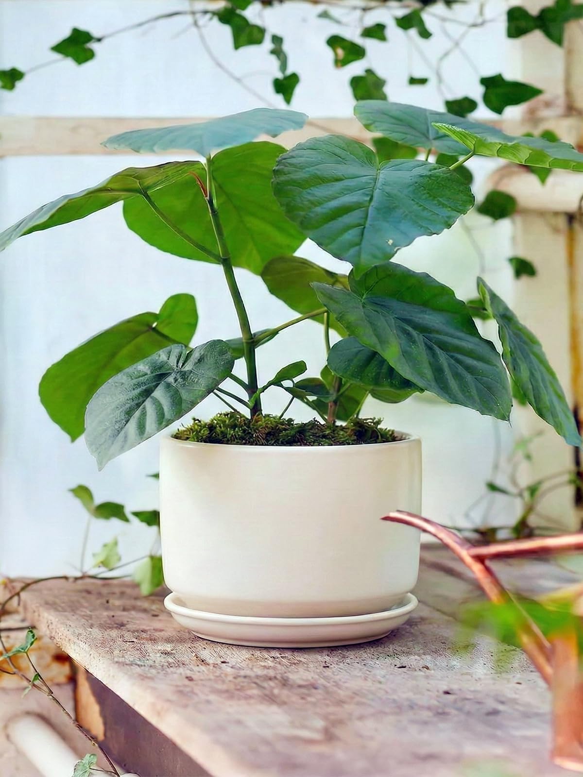 LE TAUCI 6.8-inch planter fits desks, shelves, and windowsills