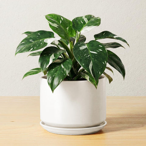 LE TAUCI ceramic pot with drainage hole supports healthy roots for indoor plants