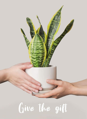 LE TAUCI ceramic pot designed for long-lasting use and stability