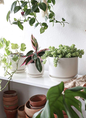 LE TAUCI planter for living rooms creates a tidy green corner
