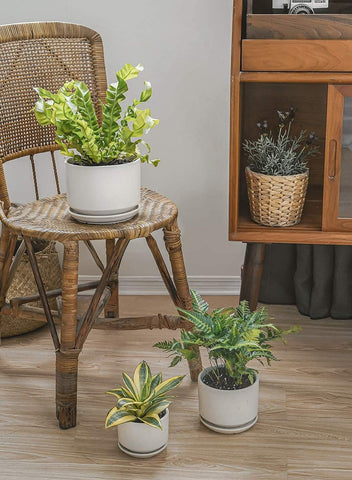 LE TAUCI planter for office spaces blends with modern decor
