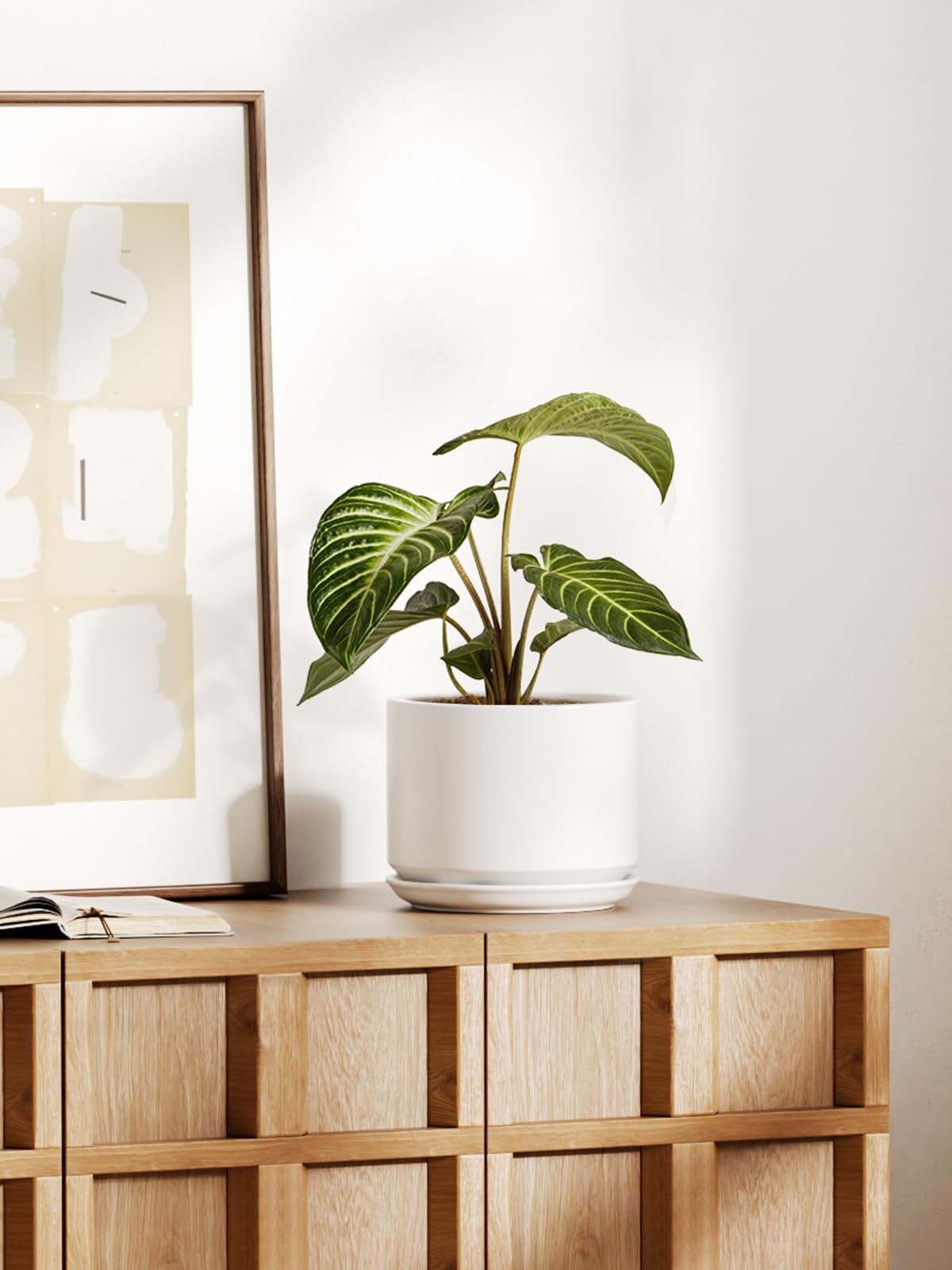 Monstera in LE TAUCI ceramic pot illustrates stylish home decor