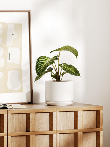 Monstera in LE TAUCI ceramic pot illustrates stylish home decor
