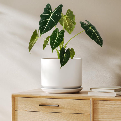 LE TAUCI 8-inch white ceramic pot with drainage hole for healthy roots