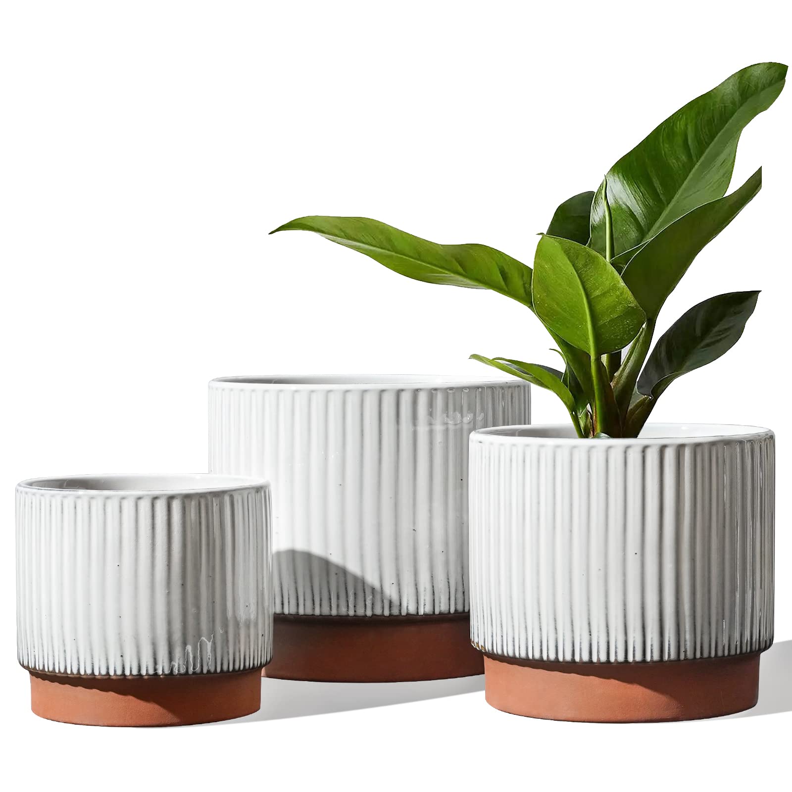 LE TAUCI 8 inch ceramic pot with ribbed glaze for elegant indoor display