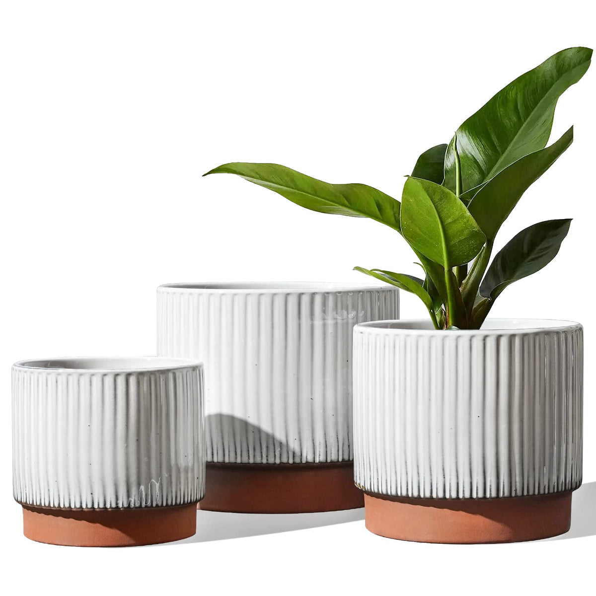 LE TAUCI 8 inch ceramic pot with ribbed glaze for elegant indoor display