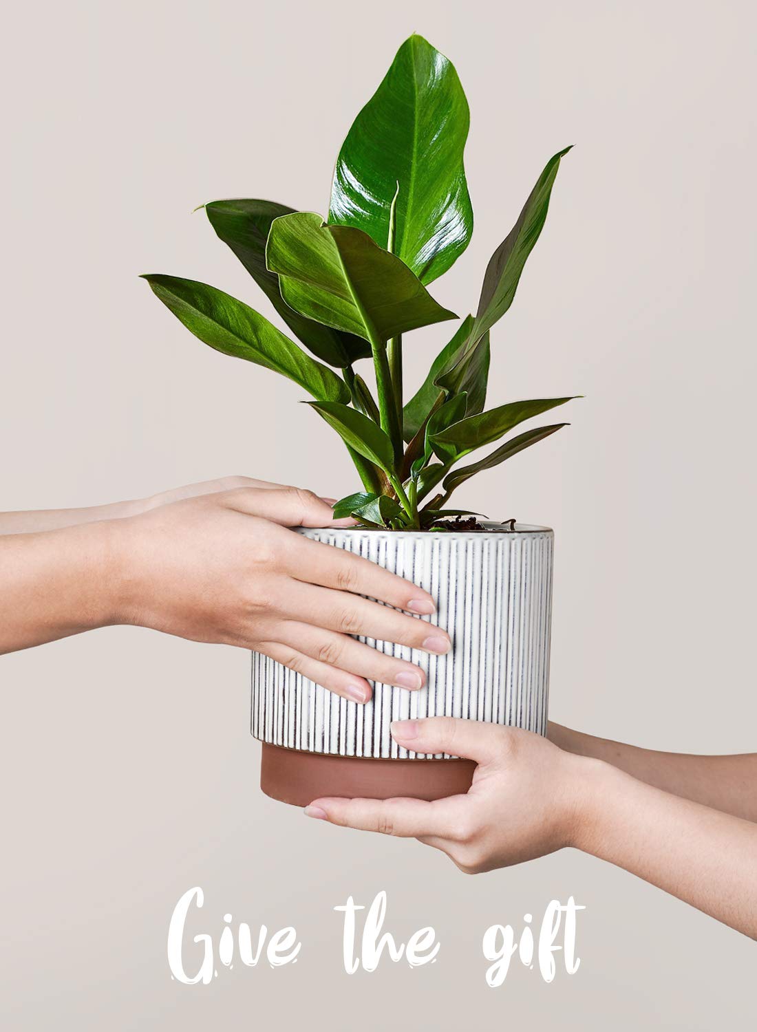 LE TAUCI pot with drainage hole for healthy watering and root protection